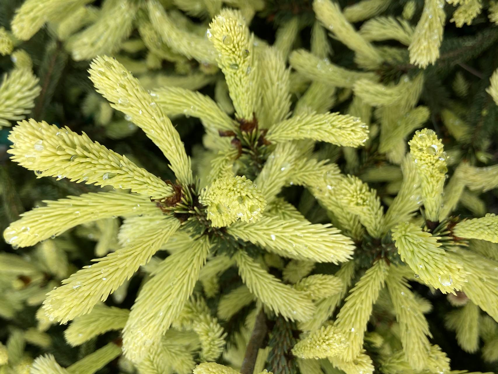 Picea glauca McConnell's Gold conifer evergreen yellow