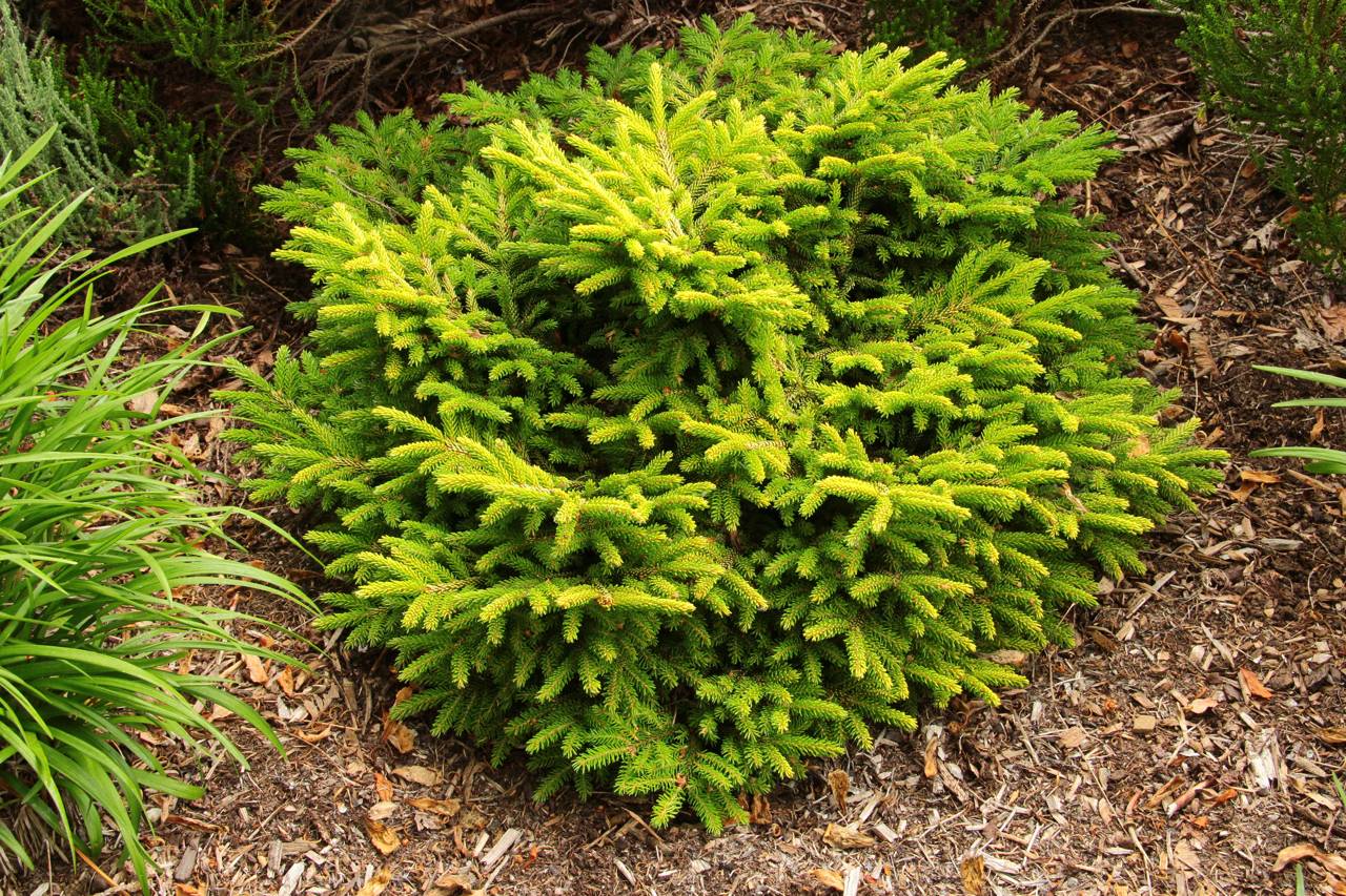 Picea orientalis Tom Thumb Gold conifer gold mounding