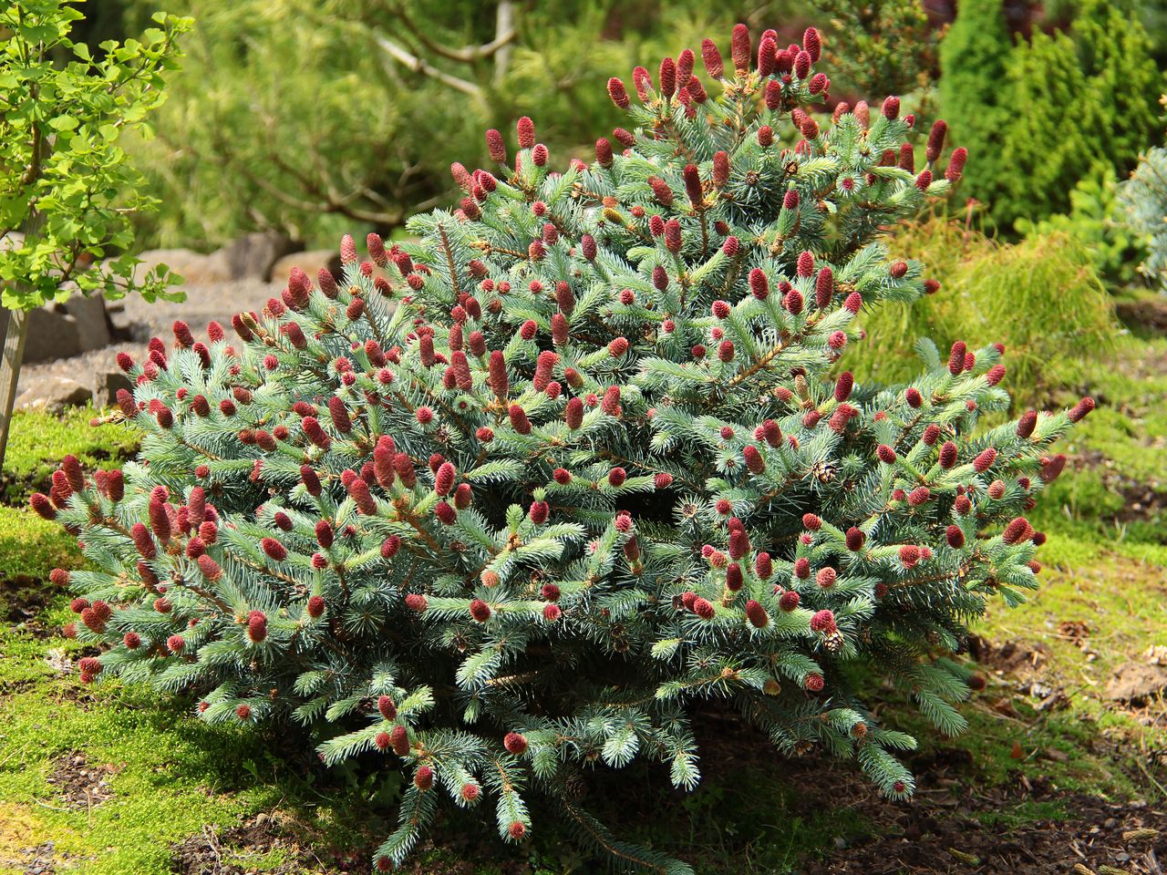 Picea pungens Ruby Teardrops spruce evergreen conifer globose Colorado teal blue seed cones red magenta