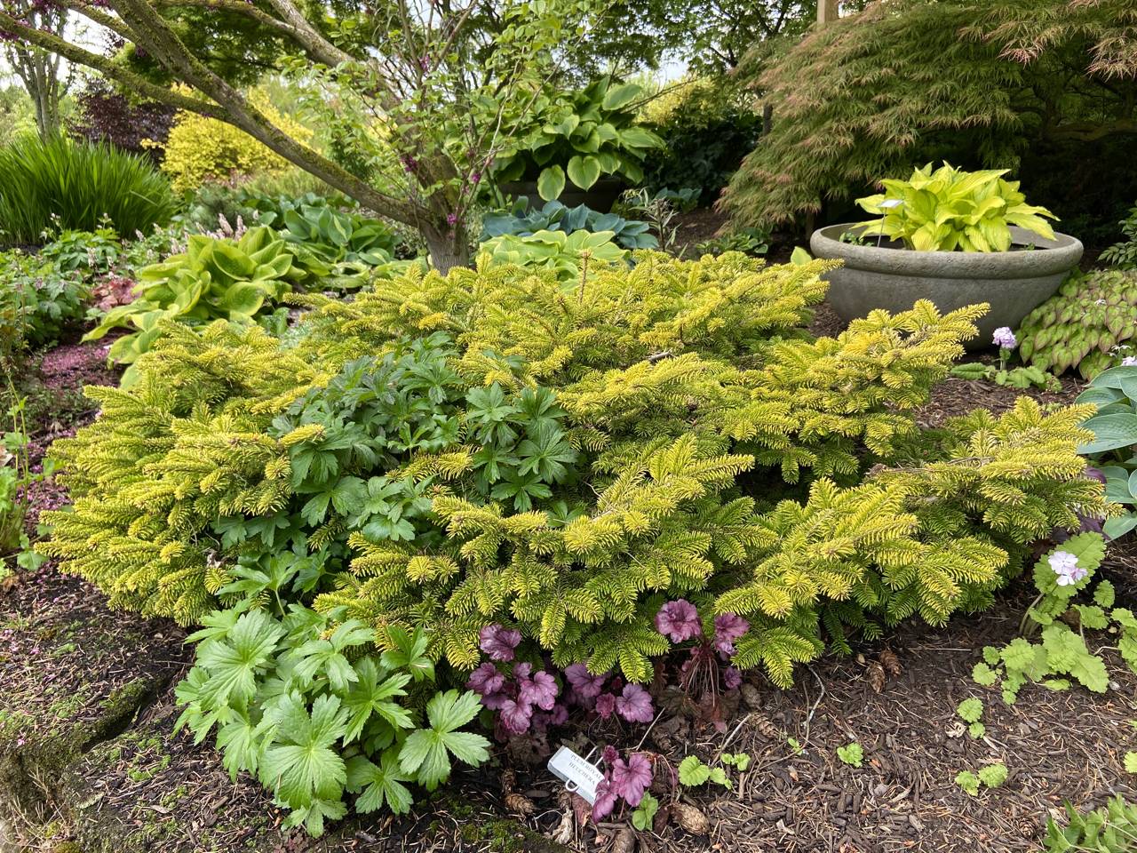 Abies nordmanniana Golden Spreader evergreen conifer gold