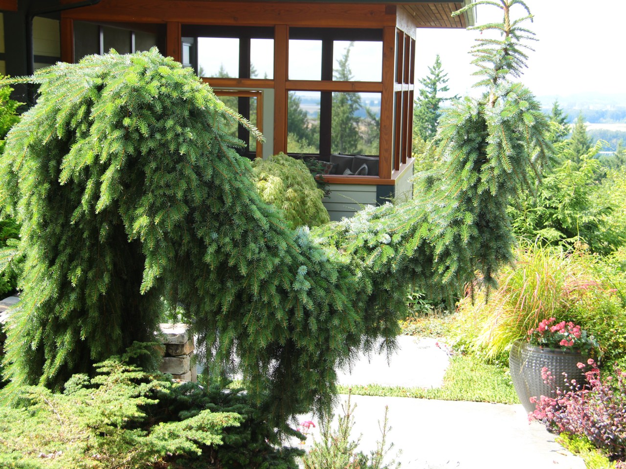 Picea omorika Pendula Bruns evergreen conifer