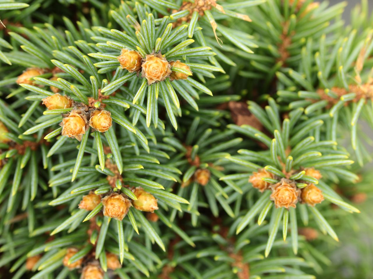 Picea pungens Green Globe spruce evergreen conifer green needles dwarf subalpine
