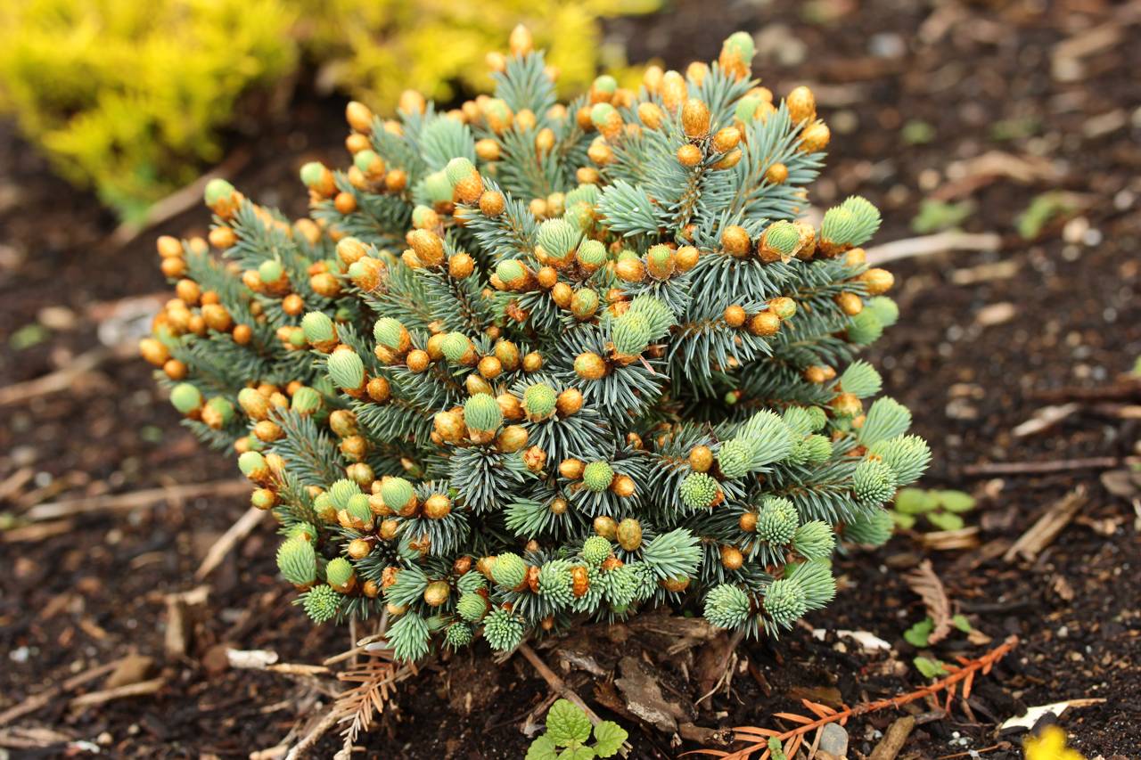 Picea pungens Blue Pearl conifers mounding dense blue