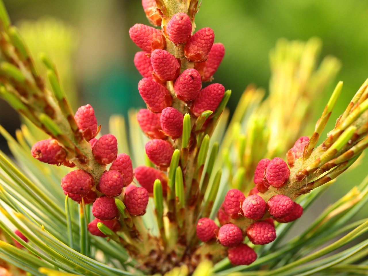 Pinus pumila Blue Lamp Pine evergreen conifer green needles red pollen cones