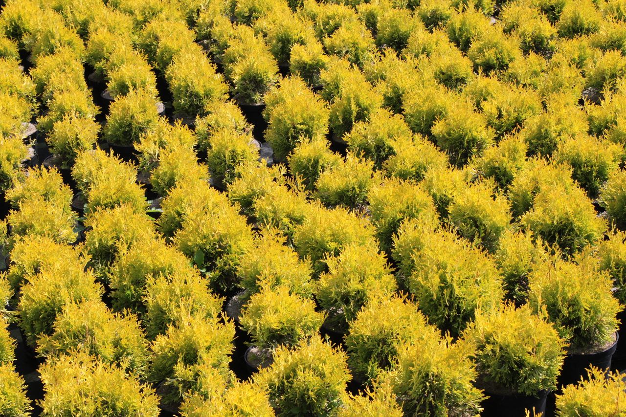 Thuja occidentalis Jantar arborvitae conifer evergreen narrow upright golden needles