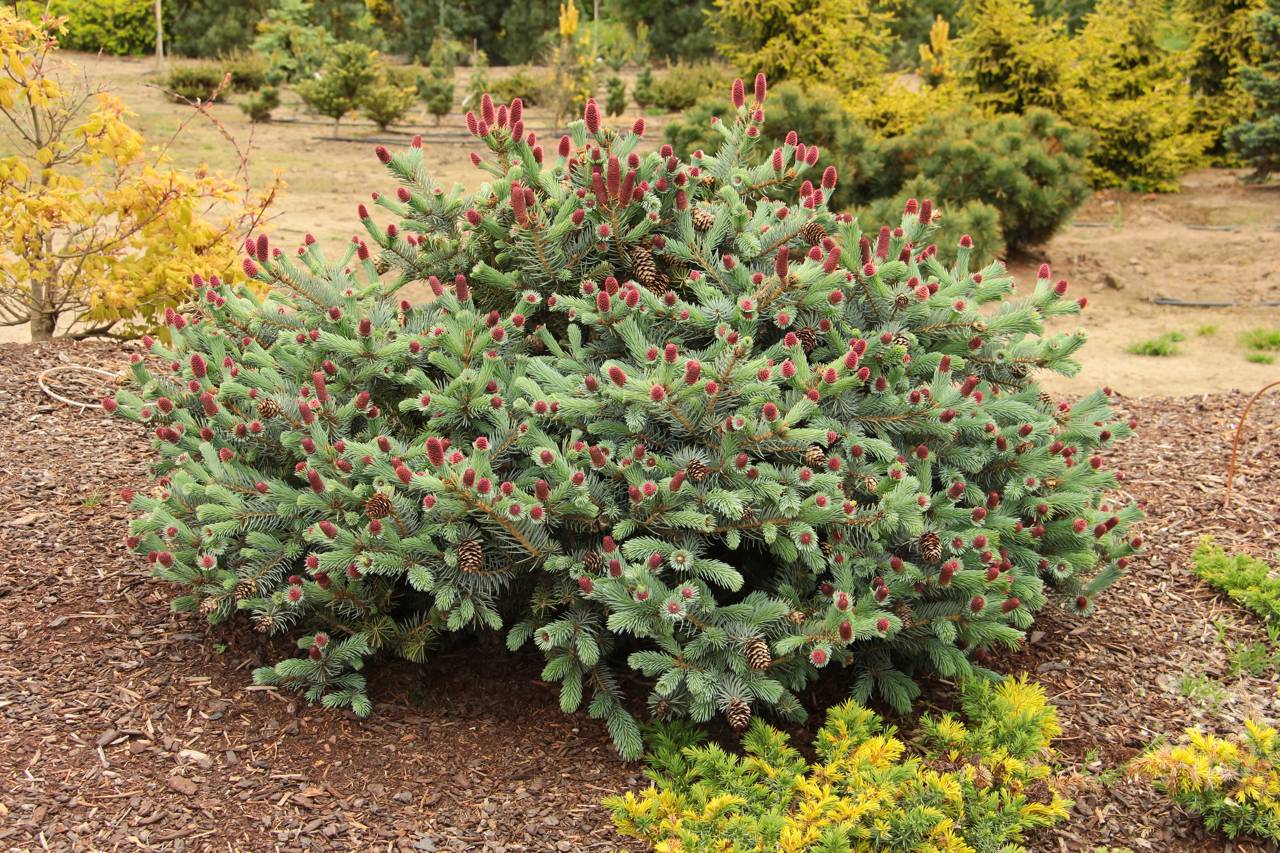 Picea pungens Ruby Teardrops conifer evergreen red