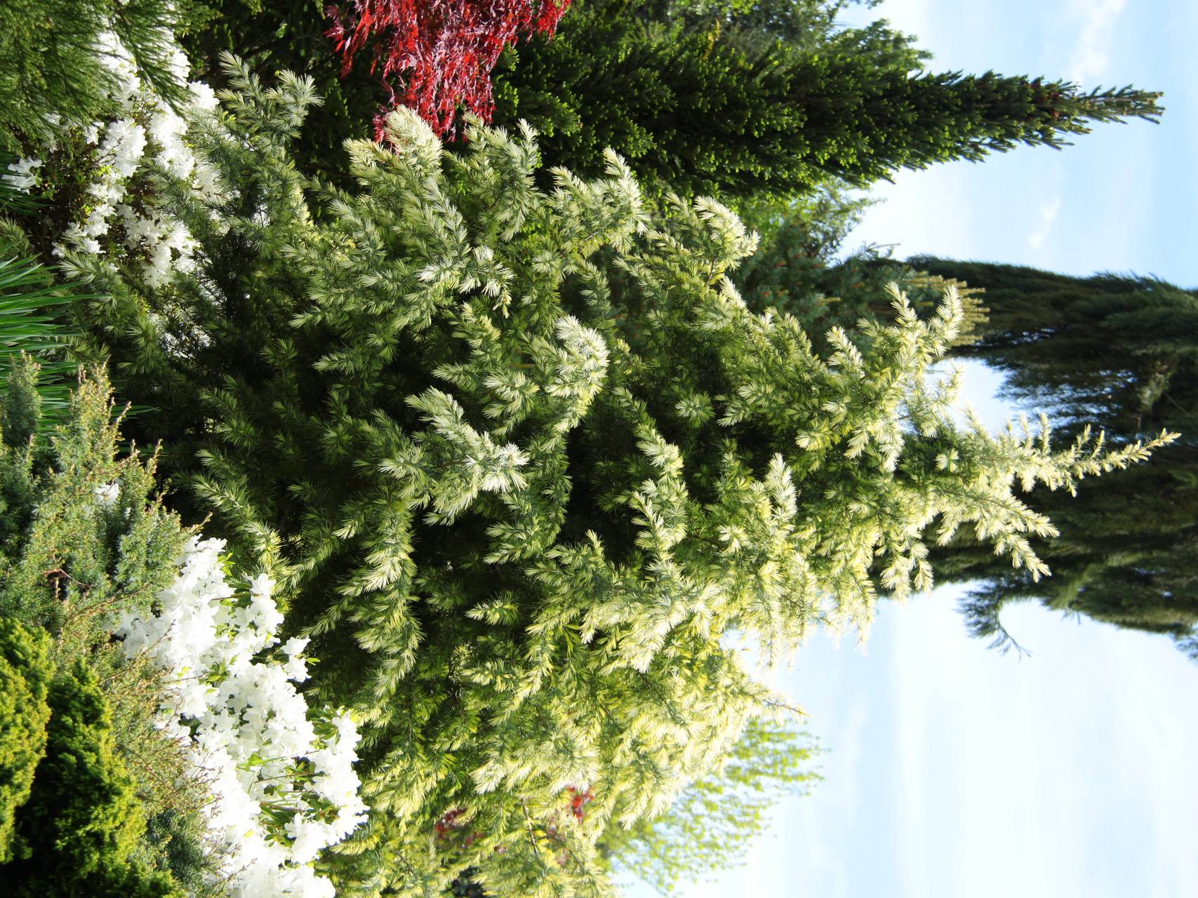 Cedrus deodara Deep Cove conifer evergreen yellow
