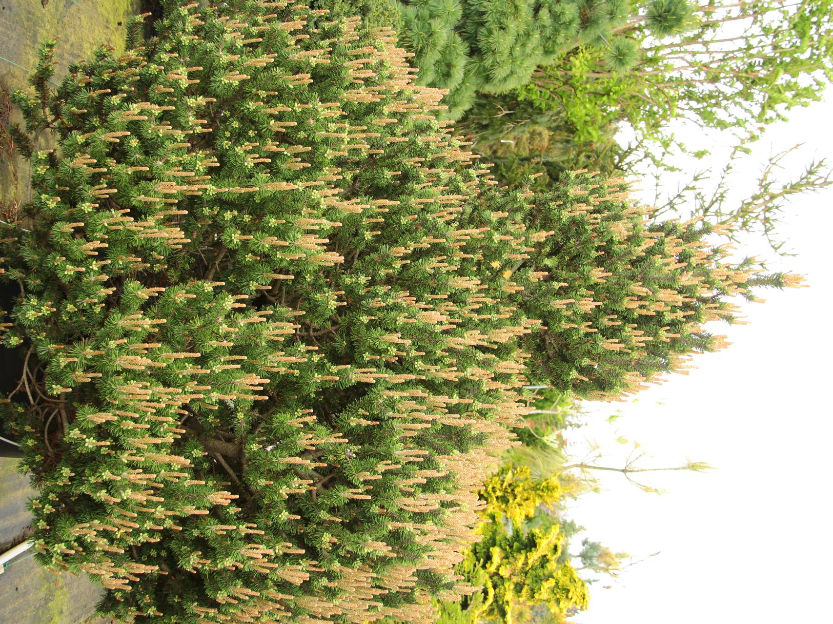 Pinus mugo Paul's Dwarf conifer green upright open cone