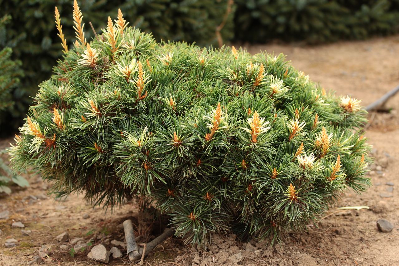 Pinus parviflora Tanima no yuki pine conifer evergreen Snow of the Valley Japanese pink cream green variegated needles