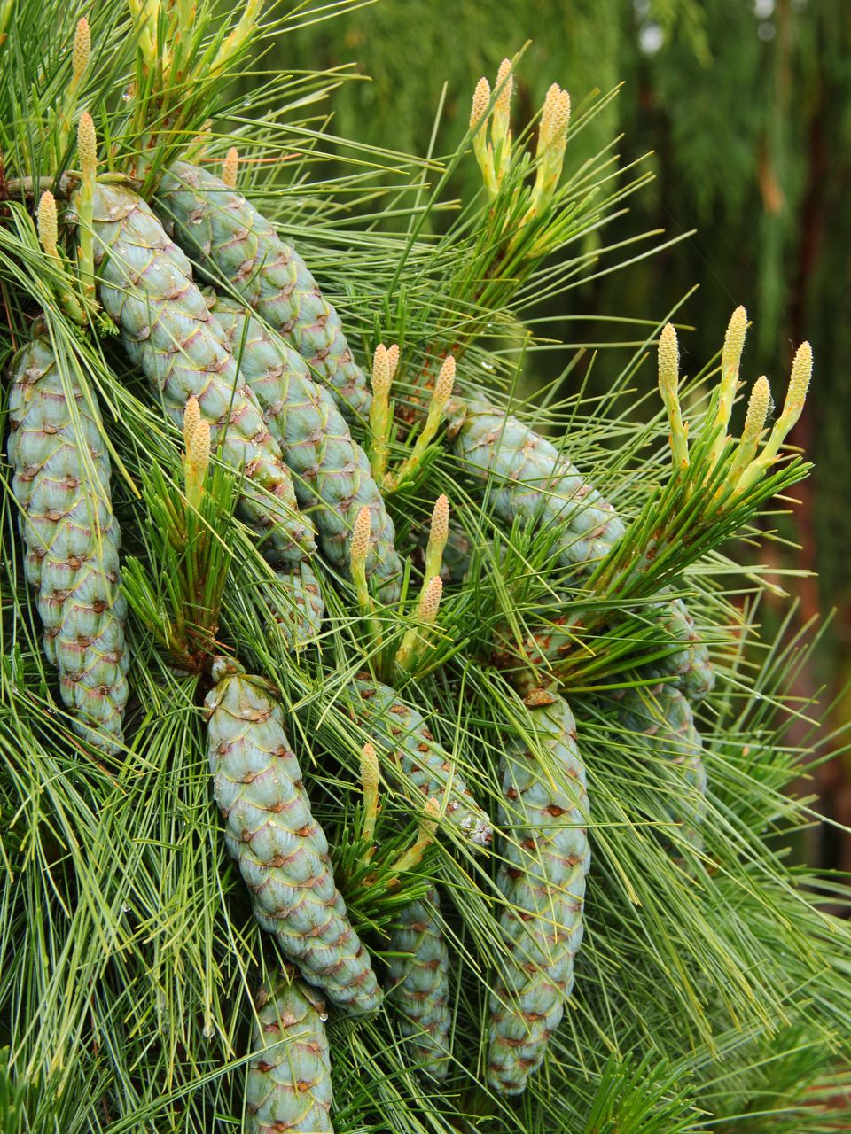 Pinus schwerinii Wiethorst pine evergree conifer White Himalayan pine long needles narrow pyramidal dwarf