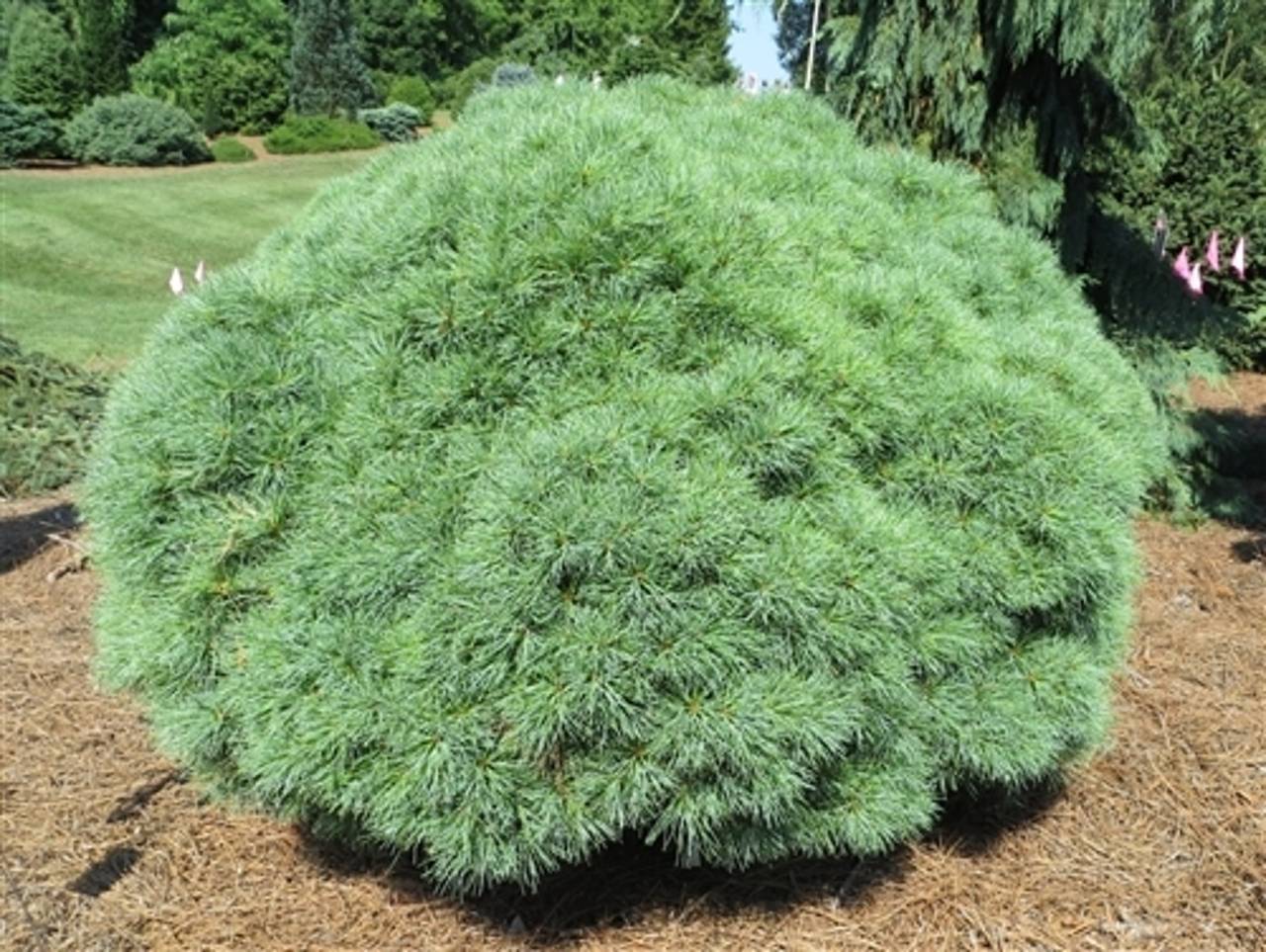 Pinus strobus Sea Urchin conifer blue green compact mounding