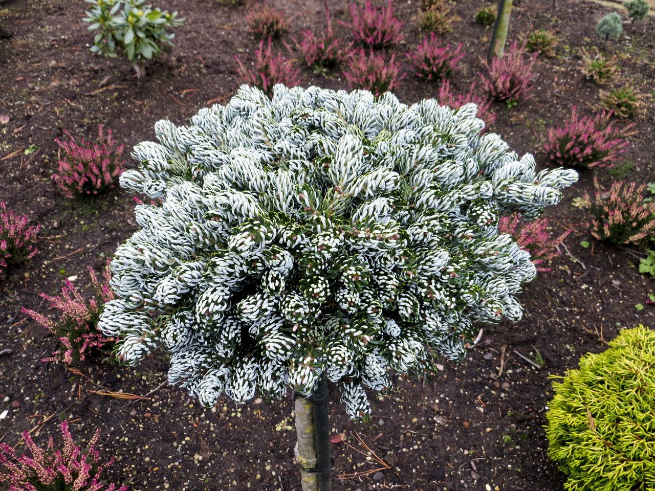 Abies koreana Icebreaker fir conifer evergreen Korean green white silver recurved needles miniature globose