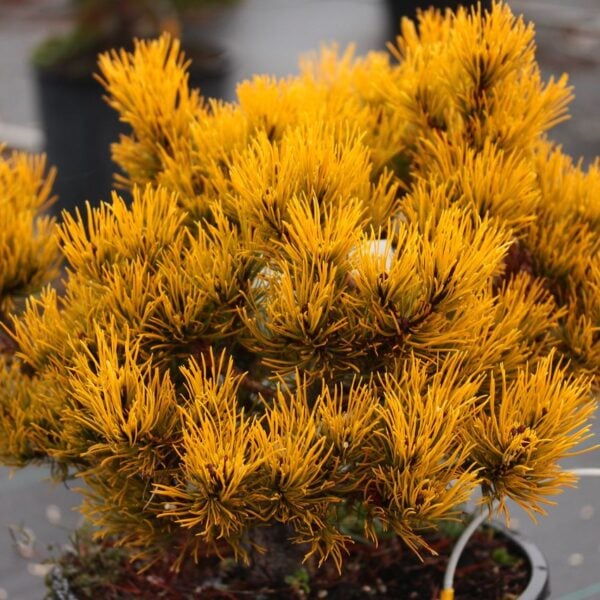 Pinus mugo ‘Carstens’
