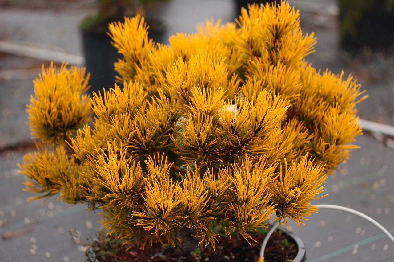 Pinus mugo Carstens pine evergreen conifer compact globose dwarf yellow