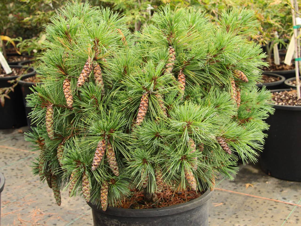 Pinus strobus Coney Island conifer evergreen cones soft needles