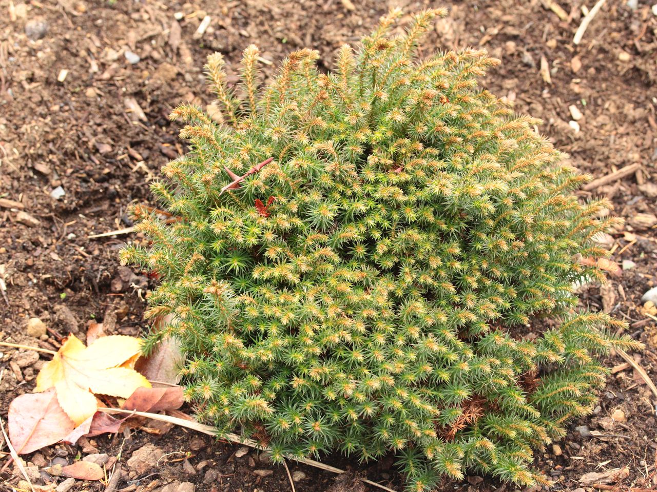 Cunninghamia konishii Little Leo Taiwan coffin fir conifer evergreen miniature cushion round 