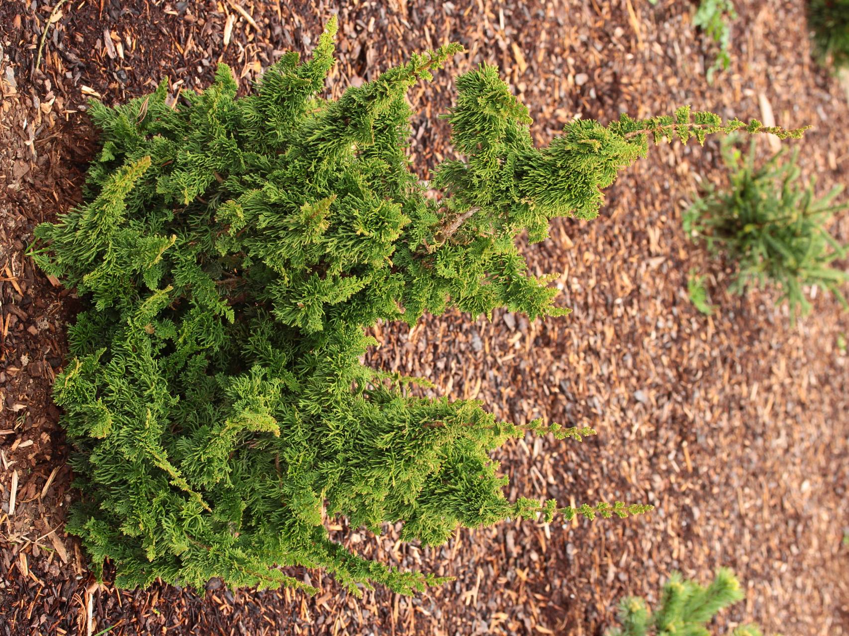 Thuja occidentalis Malonyana Holub conifer green dense