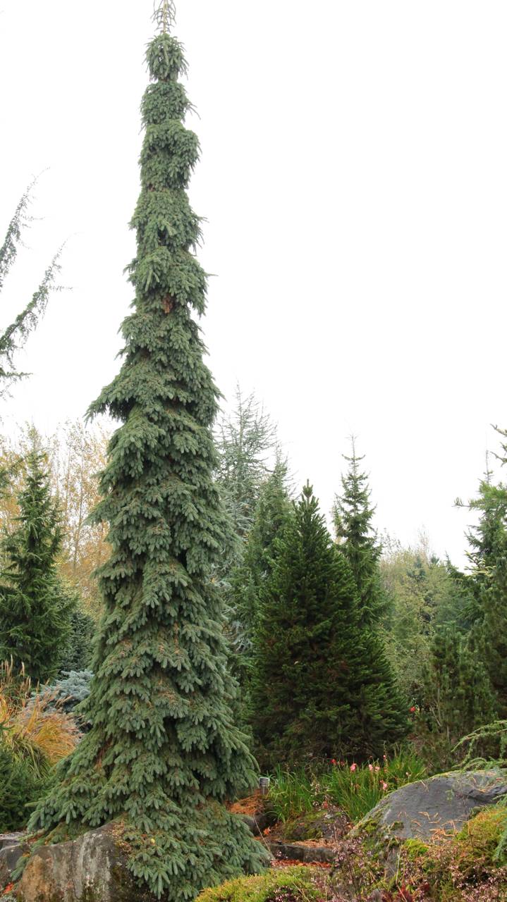 Picea glauca Pendula conifer evergreen weeping green blue