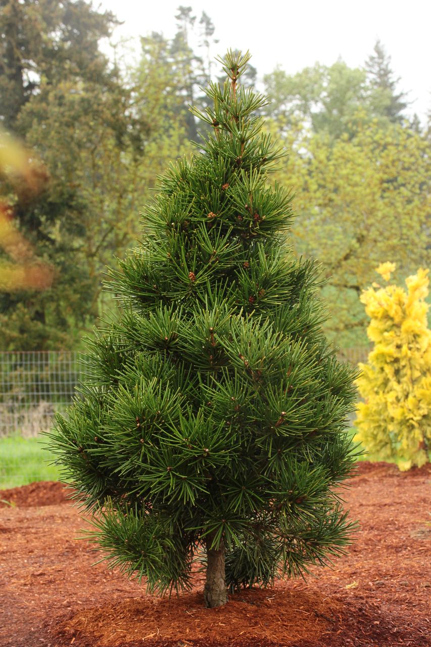 Sciadopitys verticillata Picola fir evergreen conifer Japanese Umbrella Pine green needles pyramidal miniature