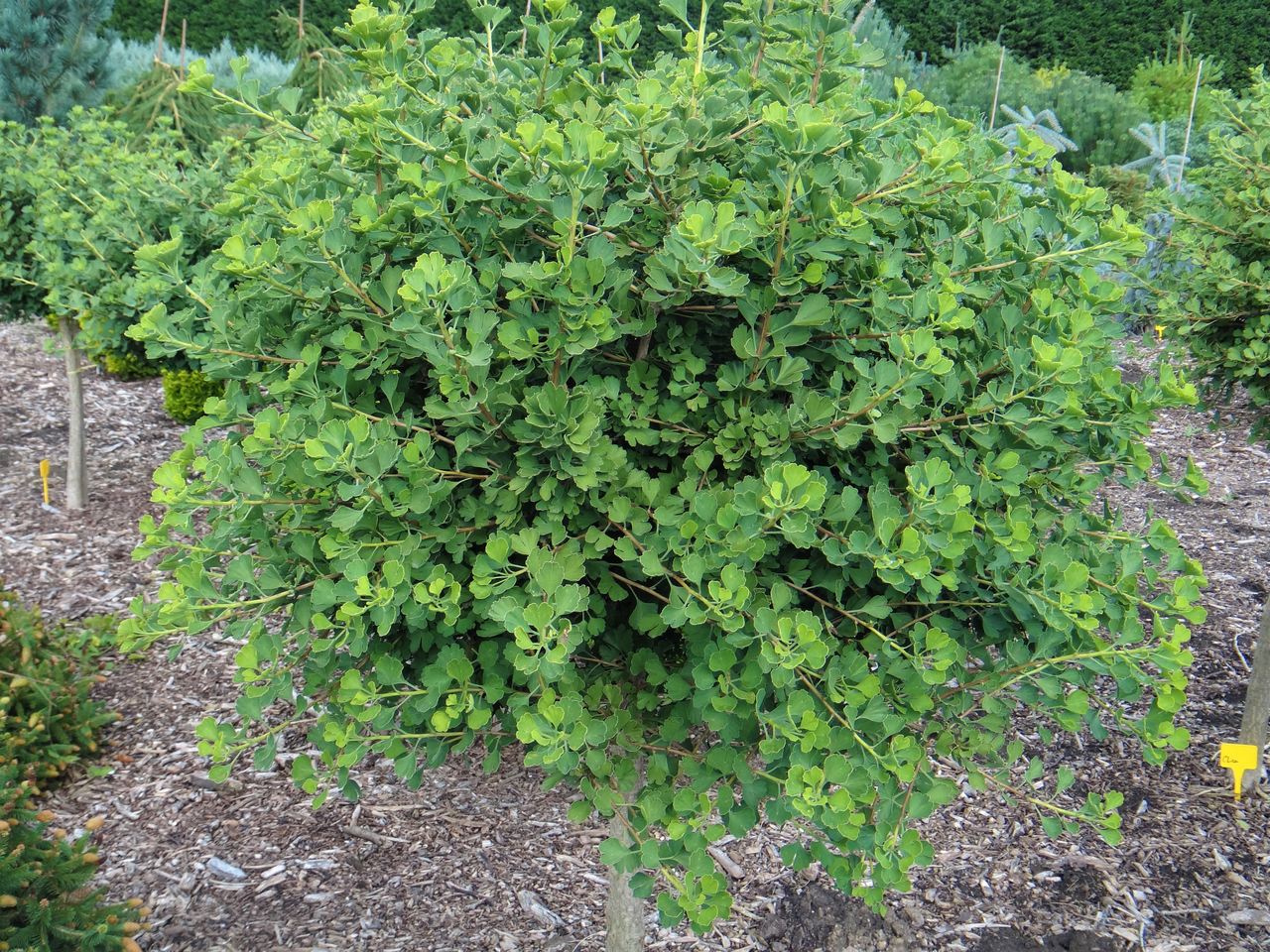 Ginkgo biloba Clica conifer deciduous green small ruffled mound