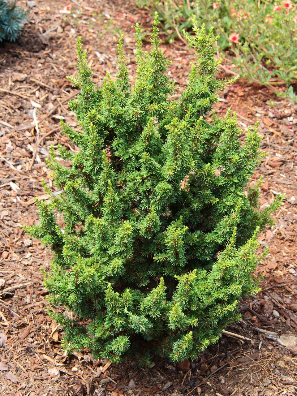 Cedrus brevifolia Kenwith cedar conifer evergreen Cypriot miniature small needles