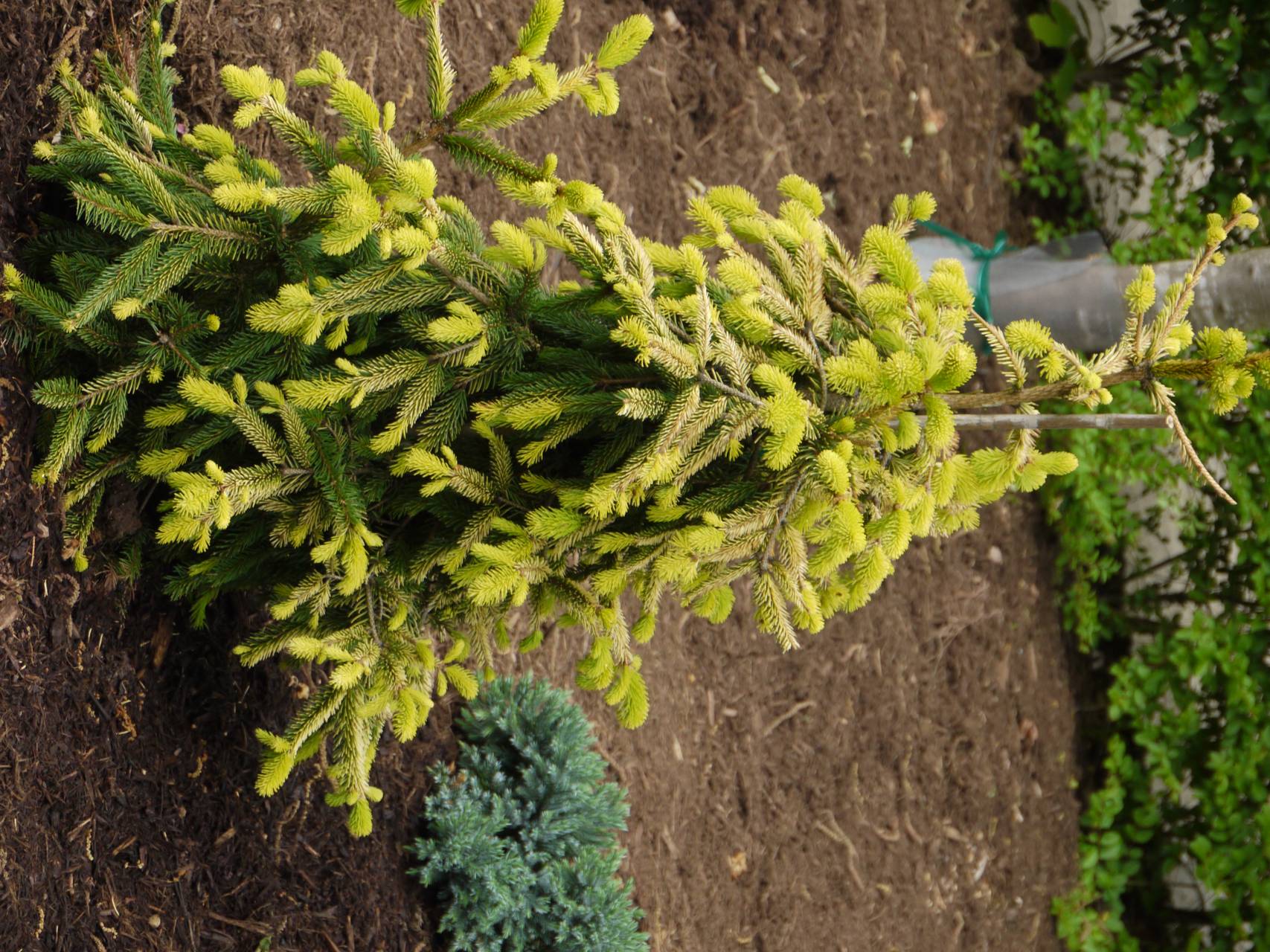Picea abies Gold Drift conifer evergreen weeping gold