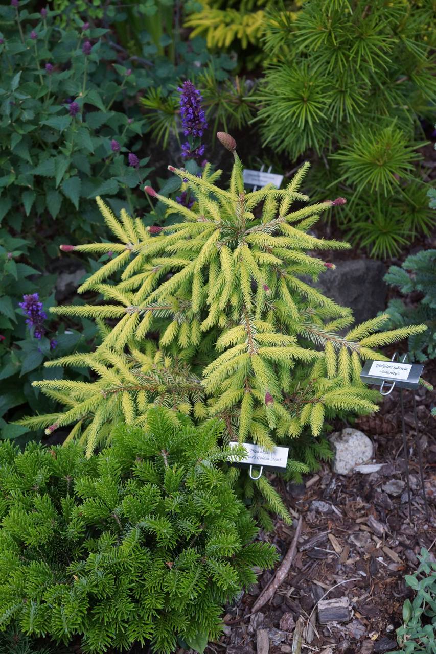 Picea abies Catherine's Golden Heart conifer evergreen weeping gold