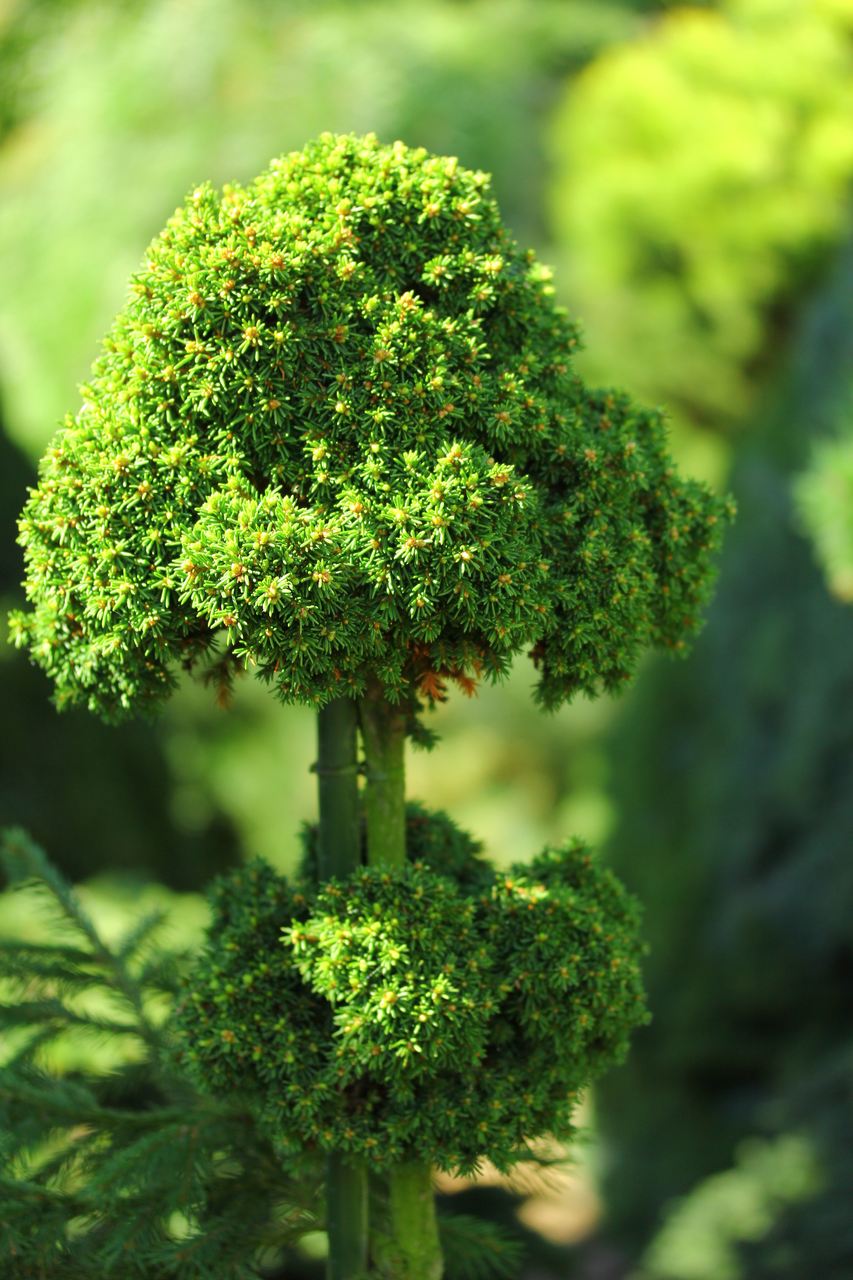 Picea abies Wichtel spruce conifer evergreen witch's broom miniature
