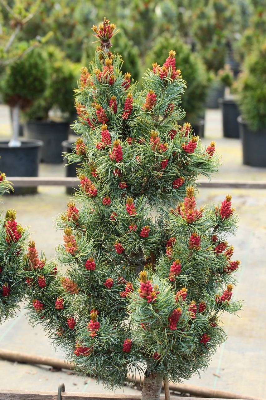 Pinus parviflora Bergman pine evergreen conifer compact Japanese white pine silver blue twisted needles