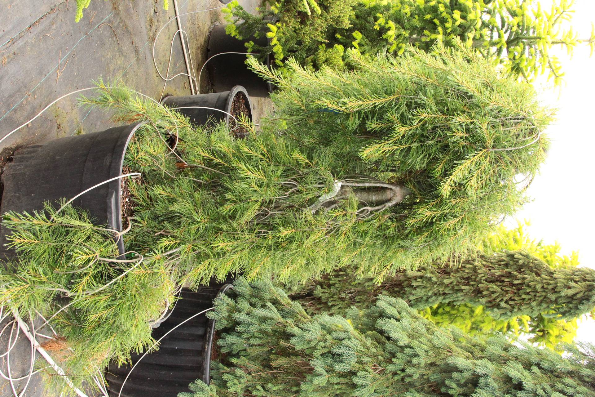 Pinus strobus Blue Maltese conifer evergreen weeping blue