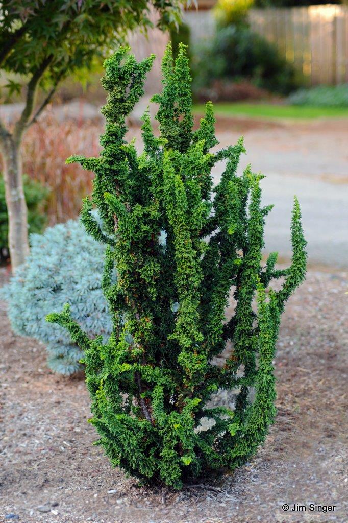 Chamaecyparis obtusa Chirimen hinoki cypress conifer evergreen sculptural green needles