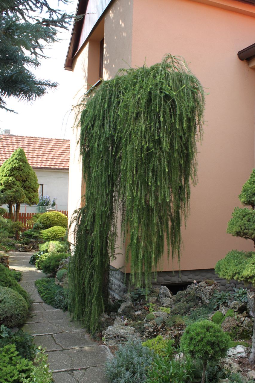 Larix decidua Puli European Larch conifer deciduous green lacy foliage yellow needles fall