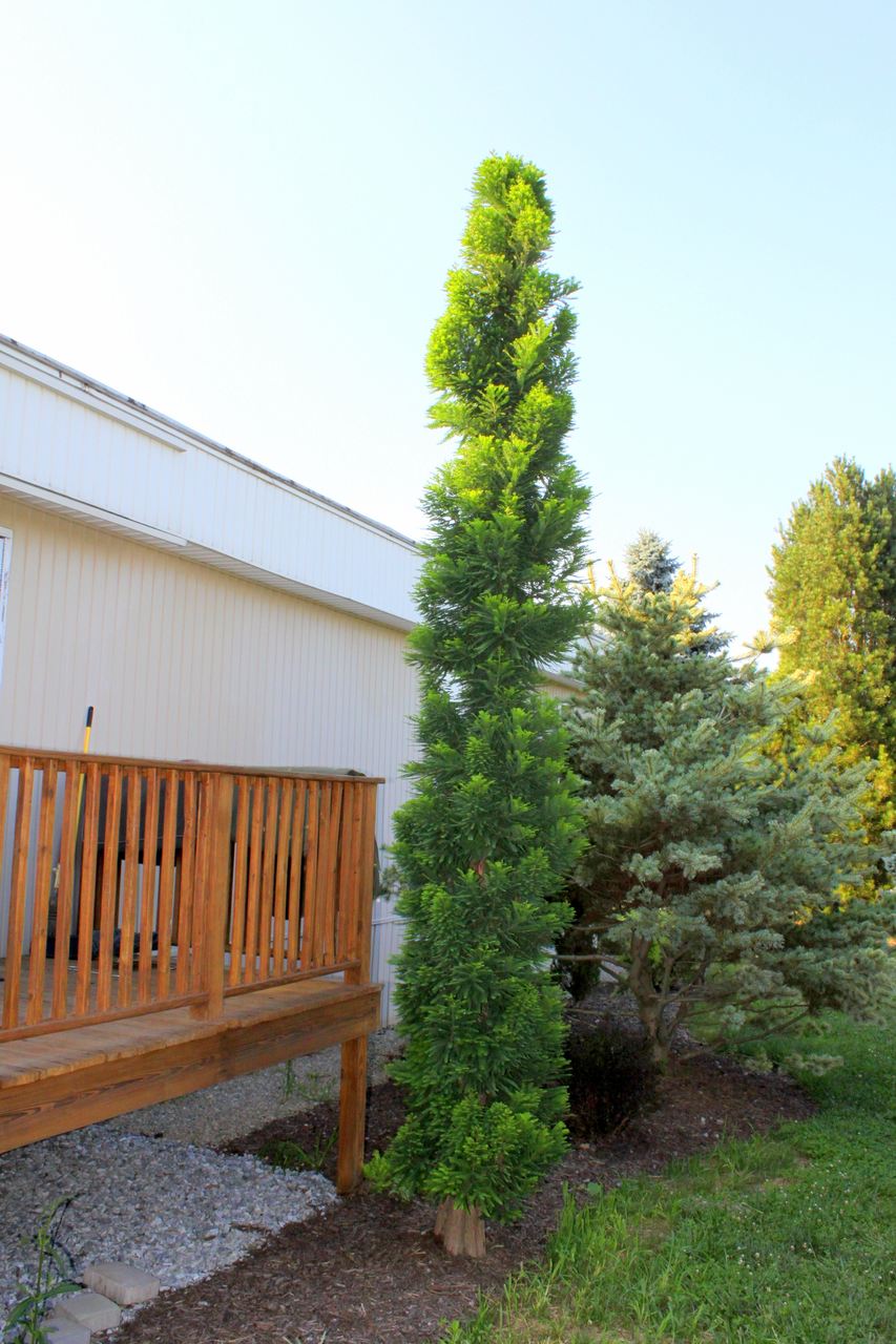 Taxodium distichum Peve Minaret Bald Cypress conifer deciduous dwarf upright green needles extreme temperatures