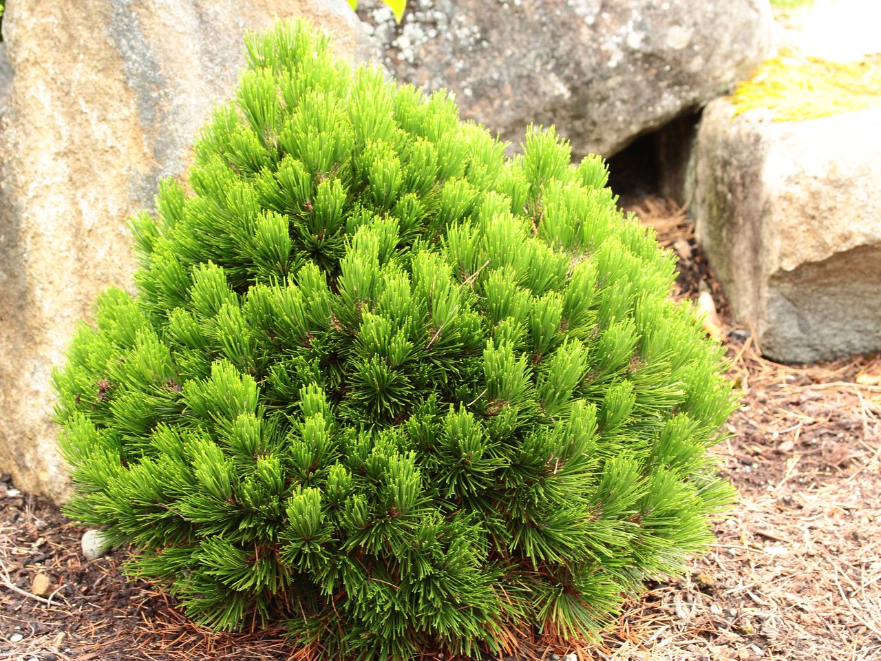 Pinus heldreichii Smidtii Bosnian pine evergreen conifer dwarf green needles dense 