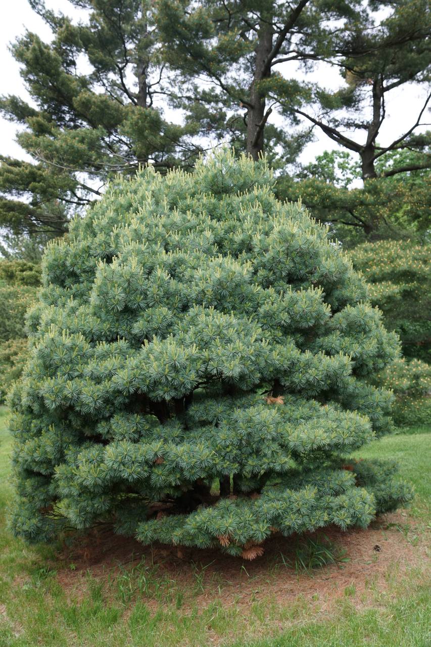 Pinus strobus Blue Shag conifer blue green needles soft