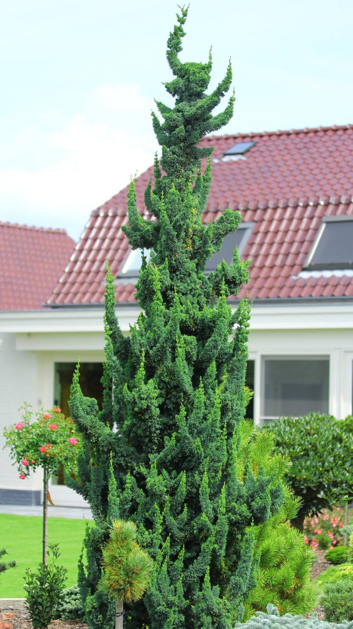 Chamaecyparis lawsoniana Wissel's Saguaro conifer evergreen unique forms green