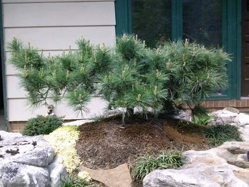 Pinus strobus Niagara Falls eastern white pine conifer evergreen weeping dense long needles