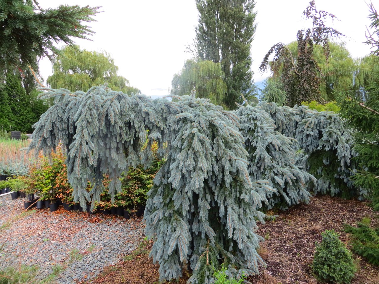 Picea pungens The Blues Colorado spruce evergreen conifer weeping blue needles 