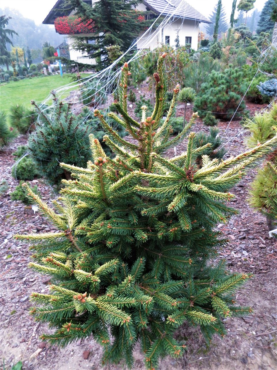 Picea abies Acrocona KBN Yellow Acro Yellow spruce conifer evergreen cones yellow