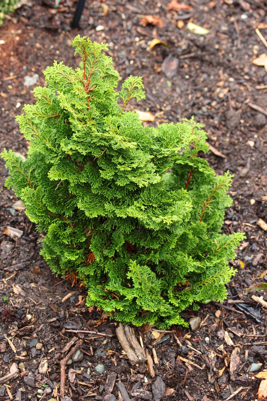 Chamaecyparis obtusa Hage compact mounding layered