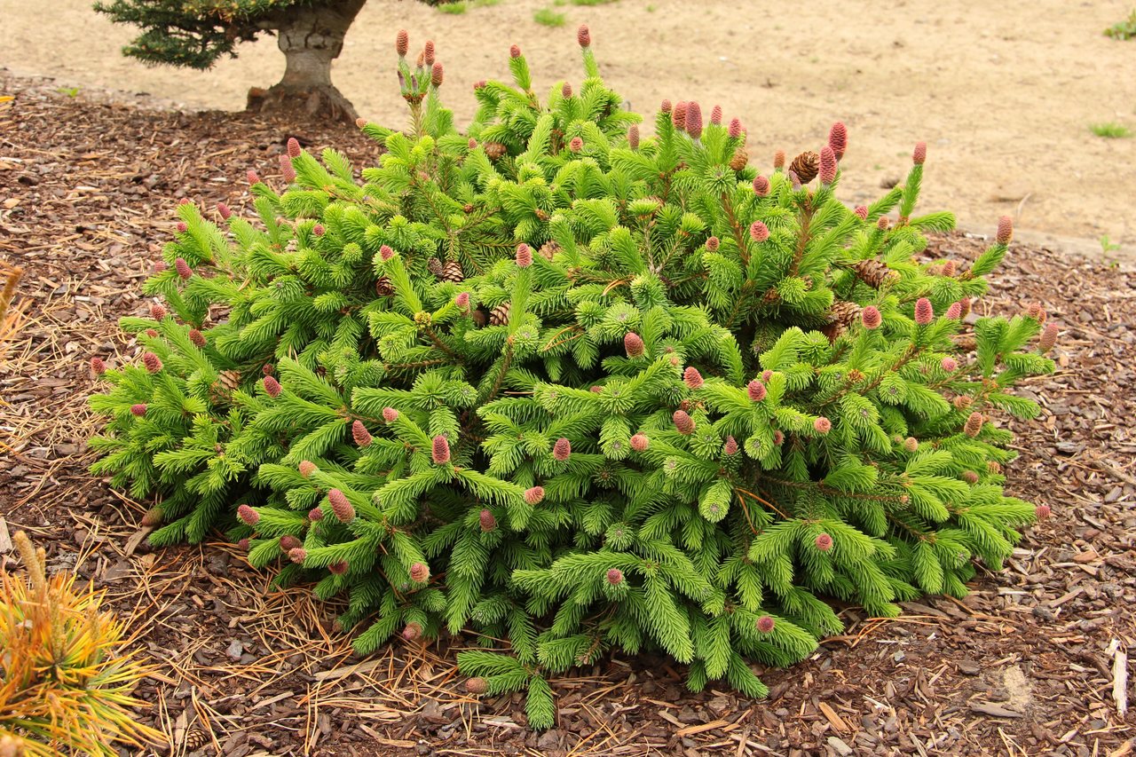 Picea abies Pusch spruce conifer evergreen miniature red cones