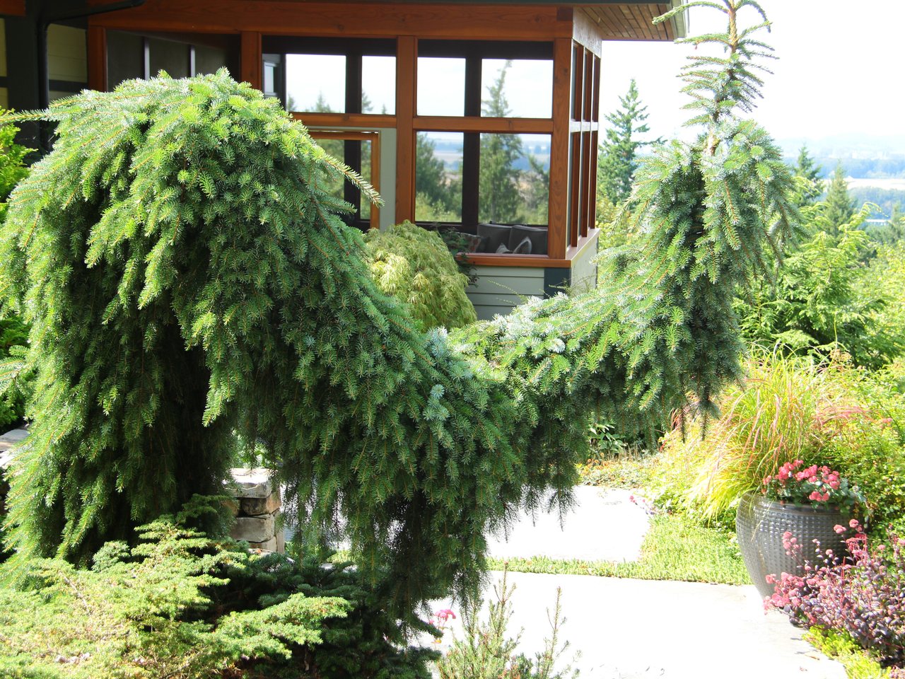 Picea omorika Pendula Bruns Serbian spruce evergreen conifer narrow upright weeping bi-colored needles