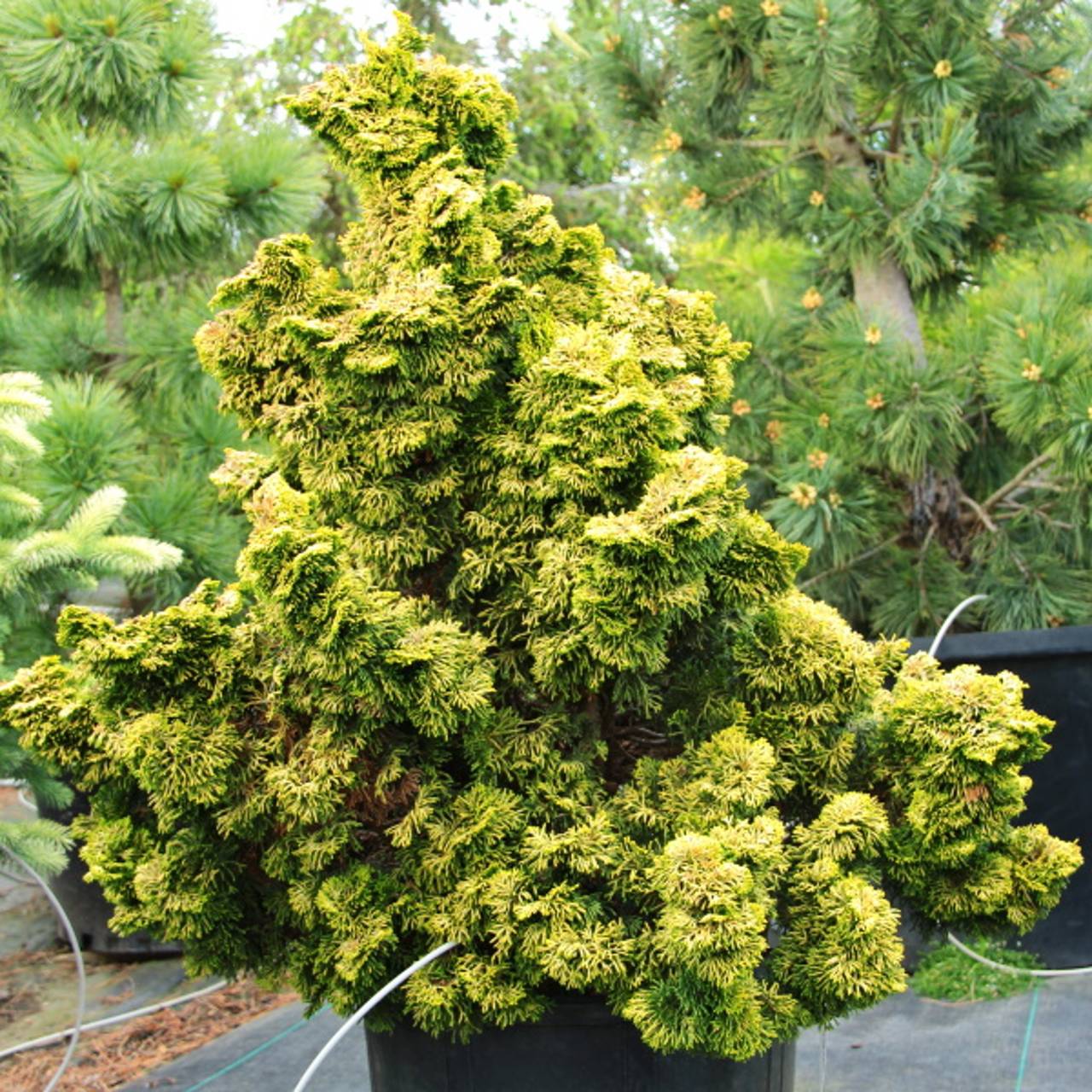 Chamaecyparis obtusa Nana Lutea yellow green