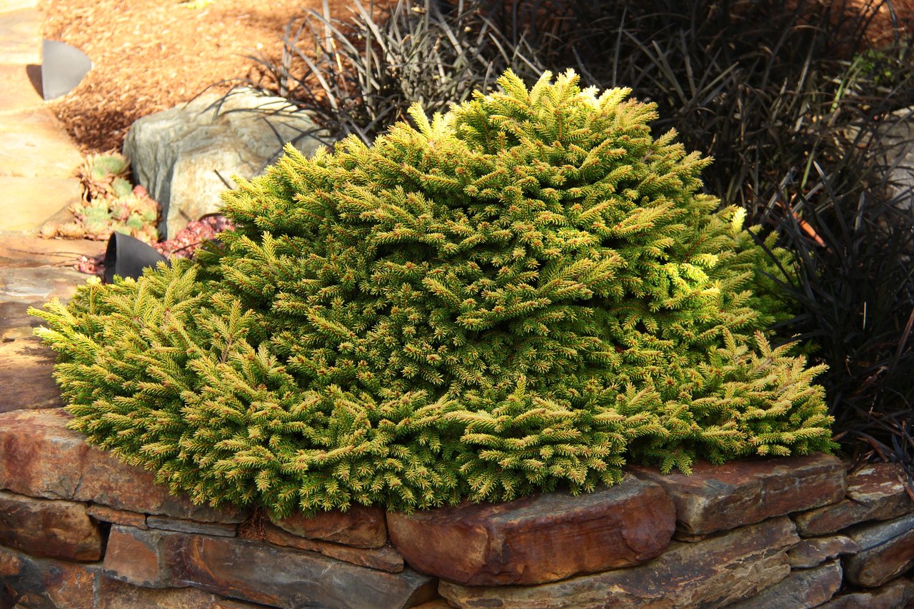 Picea orientalis Tom Thumb Gold oriental Caucasian spruce evergreen conifer miniature mound gold yellow needles