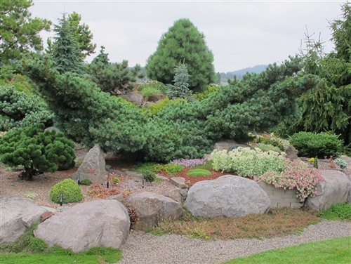 Pinus parviflora Fukuzumi green silver structural