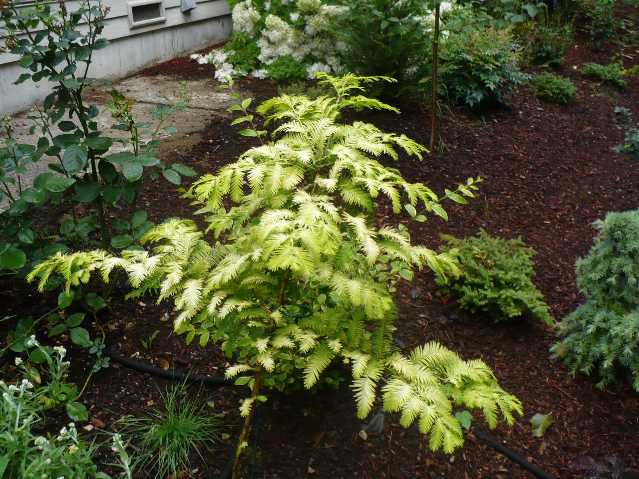 Metasequoia glyptostroboides Ogon Gold Rush Dawn Redwood deciduous conifer fast growing pyramidal gold yellow foliage