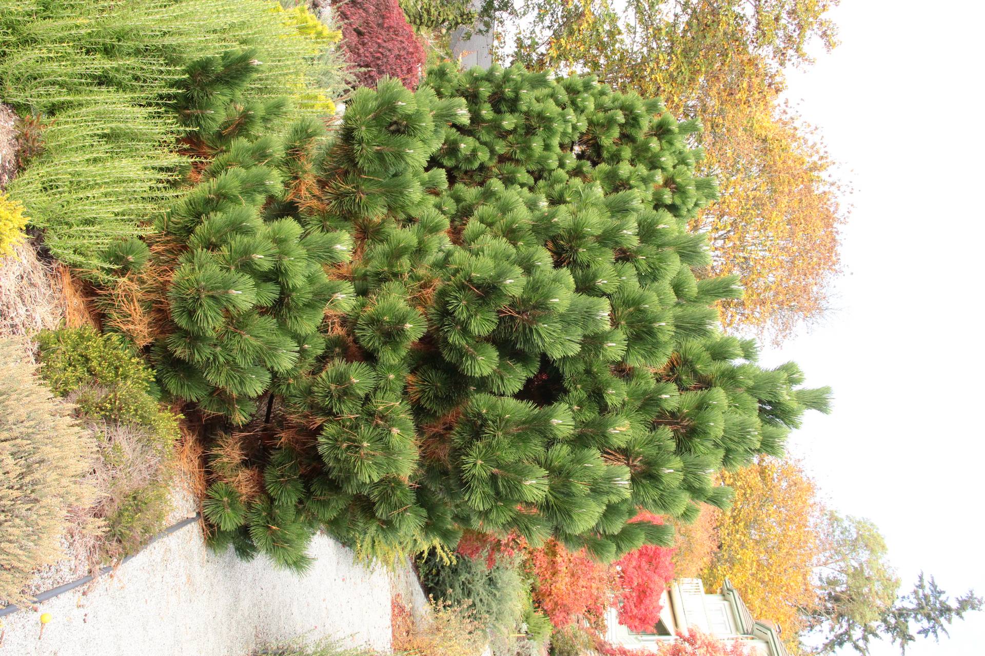 Pinus thunbergii Thunderhead green soft needles white candles