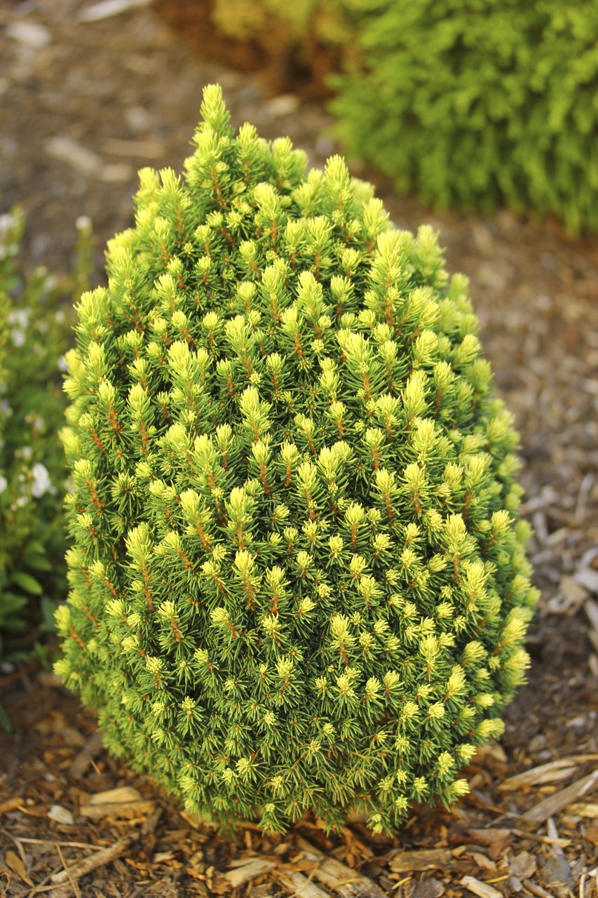 Picea glauca Pixie Dust Alberta spruce conifer evergreen dwarf yellow green needles