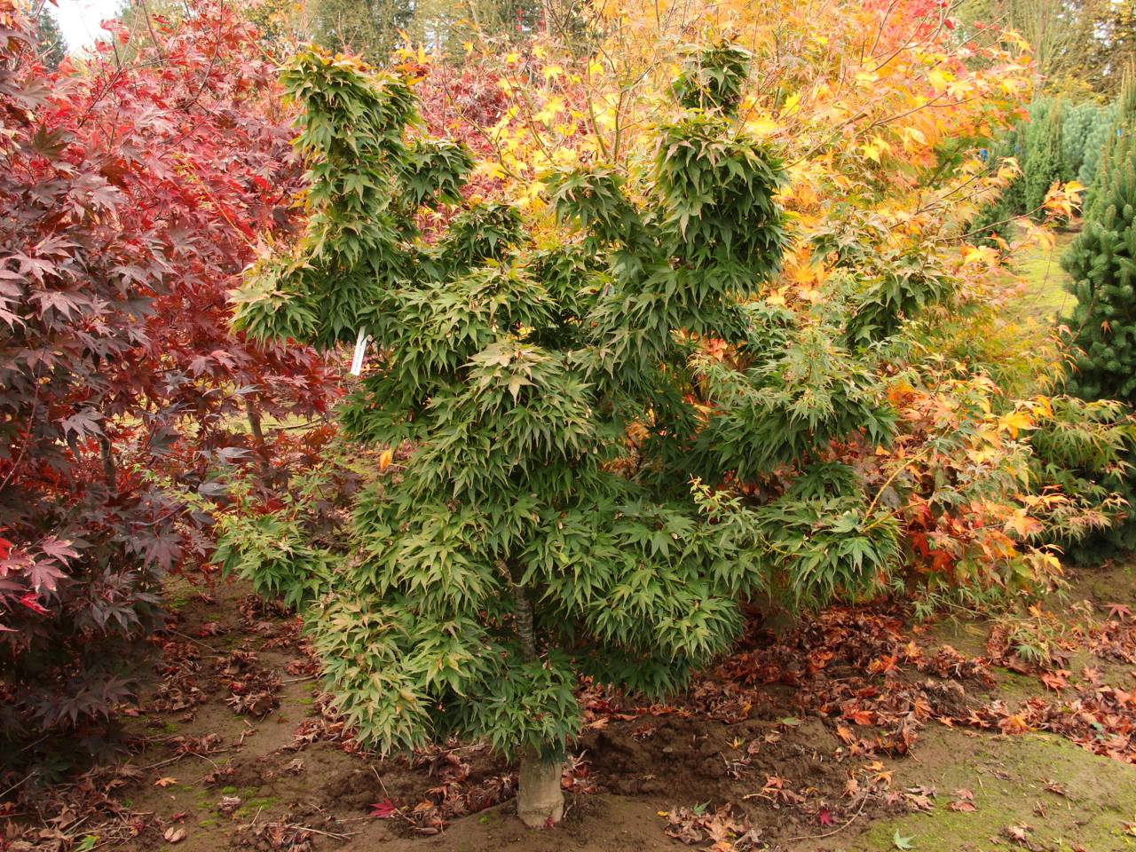 Acer palmatum Mikawa yatsubusa Japanese maple leaves structural, green, fall colors