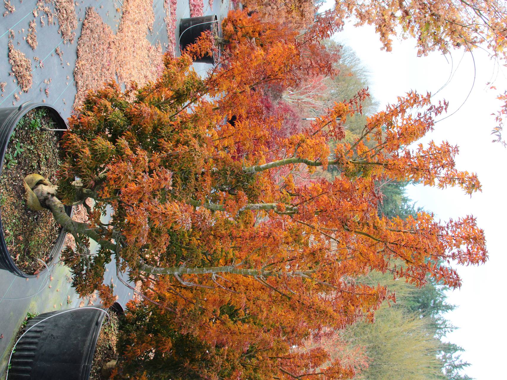 Acer palmatum Shishigashira Japanese maple crinkly leaves upright vase green red
